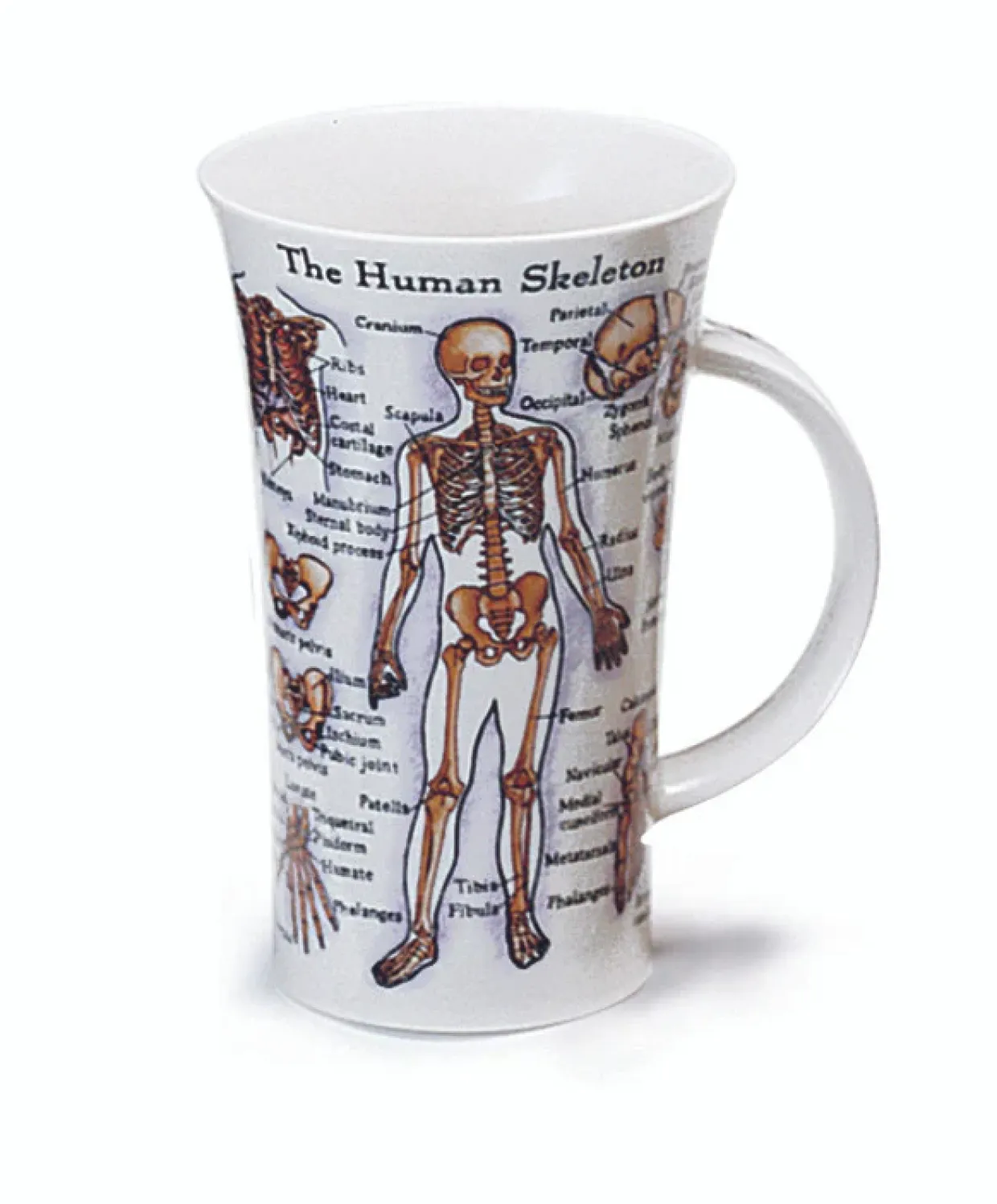 Glencoe The Human Body Mug
